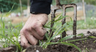 Plevel je vynikající hnojivo, zkontrolujte, nebudete litovat